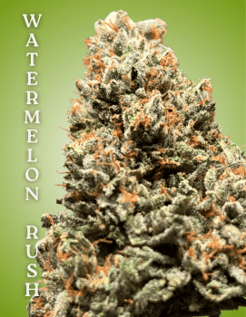 Watermelon Rush Clones-SMAN-CL-CTH-WARU