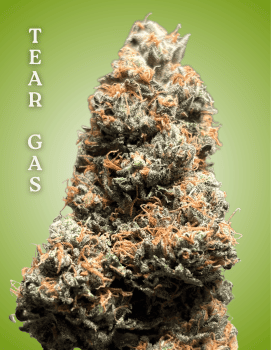 Tear Gas Clones-SMAN-CL-CTH-TEGA