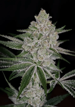 Shishka Lemonade Feminised Seeds-GH-SHLE-FEM