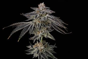 Purple Ink Feminized Seeds-UMSC-PUIN-FEM