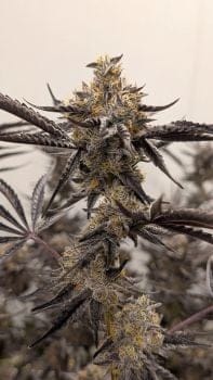 Kakashi Feminized Seeds-UMSC-KAKA-FEM