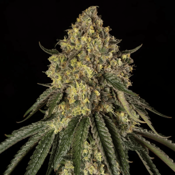B-52 Feminised Seeds-SIL-B52-FEM