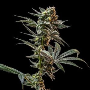 Gush Mintz Feminized Seeds-SMAN-GUMI-FEM