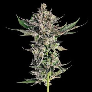 Grapes & Cream Feminized Seeds-SMAN-GRAP-FEM