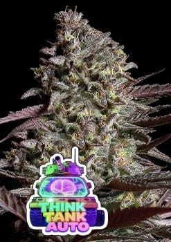 Think Tank Auto Feminised Seeds-ANES-THTA-AUTO-FEM