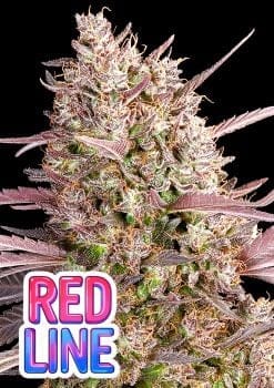 Red Line Feminised Seeds-ANES-RELI-FEM