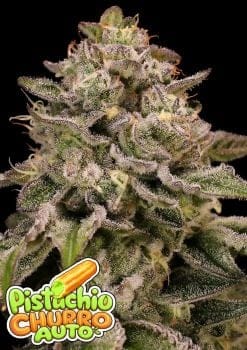 Pistachio Churro Auto Feminised Seeds-ANES-PICH-AUTO-FEM