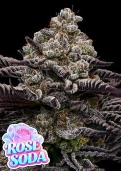 Rose Soda Feminised Seeds-ANES-ROSO-FEM