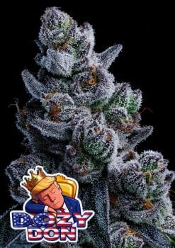 Dozy Don Feminisiert Saatgut-ANES-DODO-FEM