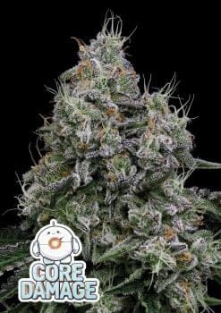 Core Damage Feminised Seeds-ANES-CODA-FEM