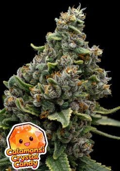 Calamansi Crystal Candy Feminisiert-ANES-CACC-FEM