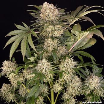 AK47 Feminised Seeds-BFS-AK47-FEM