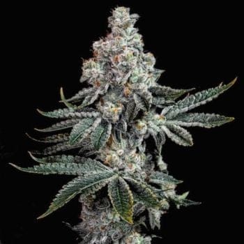 Grandpa's Cookies R2 V1 Feminized Seeds-ETHO-GRCOR2V1-FEM