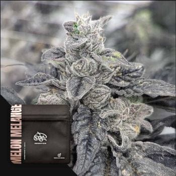 Melon Melange Regelmäßig Saatgut-DOJ-MEME-REG