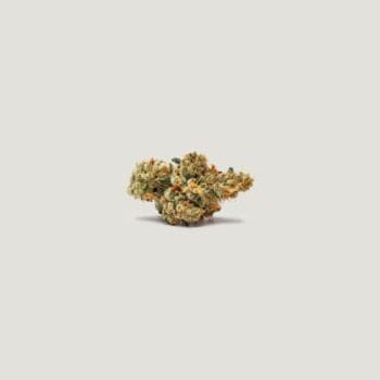 Marrakesh Feminized Seeds-PCG-MARR-FEM