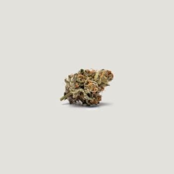 Lemon Cherry Tarts Feminized Seeds-PCG-LECT-FEM