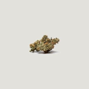 Bombay Feminized Seeds-PCG-BOMB-FEM