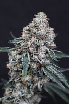 Quick Wash Feminisiert Saatgut-EXO-QUWA-FEM