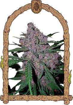 Penkiller Exclusive Feminised Seeds-EXO-PEEX-FEM