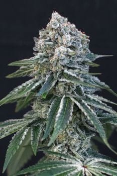 Death Roll Feminised Seeds-EXO-DERO-FEM
