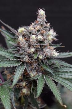 Blacknana Regular Seeds-EXO-BLAC-REG