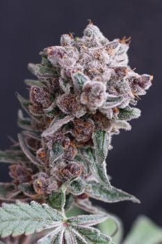 Tangie Smasher Auto Feminised Seeds-EXO-TASM-AUTO-FEM