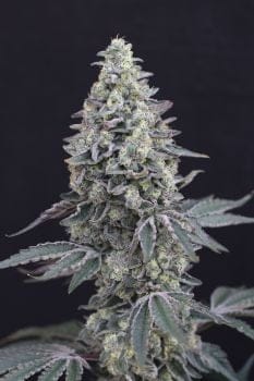 Georgia Cream Auto Feminised Seeds-EXO-GECR-AUTO-FEM