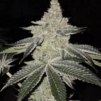 Chama R1 Feminized Seeds-ETHO-CHAMR1-FEM