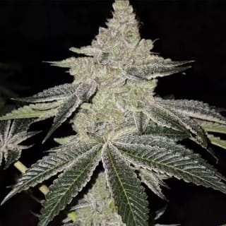 Chama R1 Feminised Seeds-ETHO-CHAMR1-FEM
