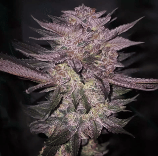 Atomic Fuego R1 Feminised Seeds-ETHO-ATFUR1-FEM