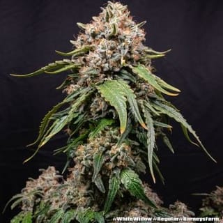 White Widow Regular Seeds-BFS-WHWI-REG