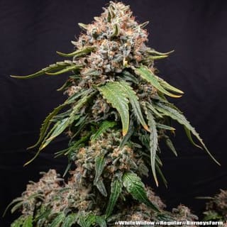 White Widow Regular Seeds-BFS-WHWI-REG