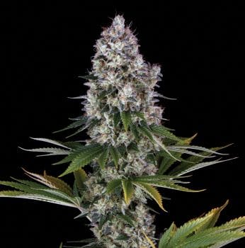 Northern Lights Regular Seeds-BFS-NOLI-REG