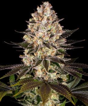 Hindu Kush Regelmäßig Saatgut-BFS-HIKU-REG