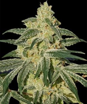 Afghan Hash Plant Regular Seeds-BFS-AFHP-REG