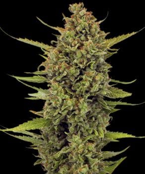 Acapulco Gold Regular Seeds-BFS-ACGO-REG