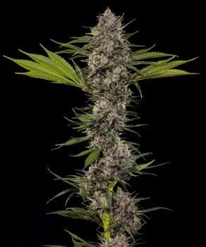 MAC 1 F1 Feminised Seeds-BFS-MAC1F1-FEM
