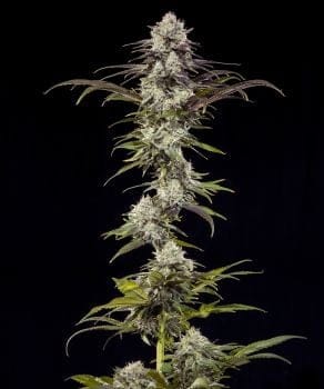London Pound Cake F1 Feminised Seeds-BFS-LOPCF1-FEM
