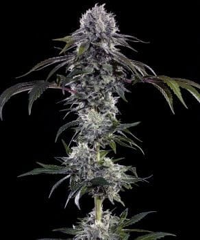 Durban Z F1 Feminised Seeds-BFS-DURZF1-FEM