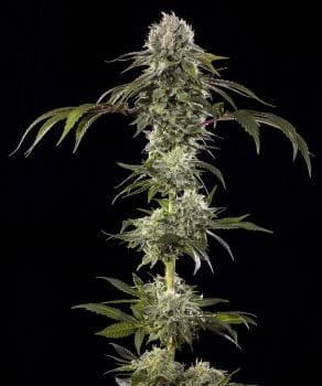 Durban Poison F1 Feminisiert Saatgut-BFS-DUPOF1-FEM