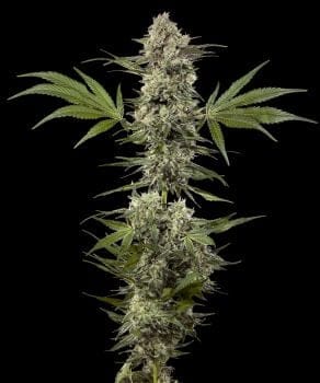 Banana Runtz F1 Feminised Seeds-BFS-BARUF1-FEM