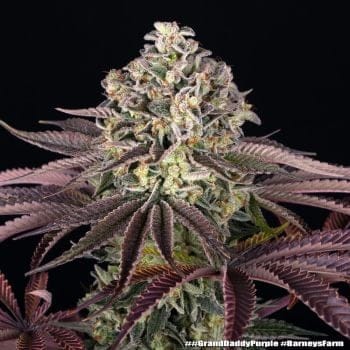 GrandDaddy Purple Feminised Seeds-BFS-GRDP-FEM
