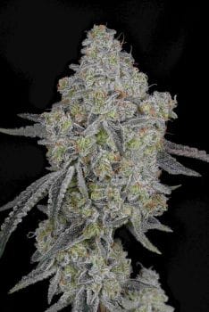 Honey Dipper Feminised Seeds-GH-HODI-FEM