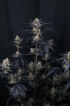 Guava Runtz Auto Feminized Seeds-FB-GURU-AUTO-FEM