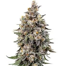 Tuscan Gelato Clones-SMAN-CL-ZEN-TUGE