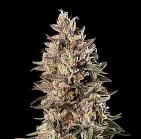 Sherbert Haze Clones-SMAN-CL-ZEN-SHHA