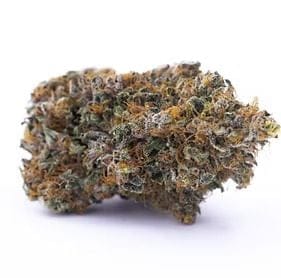 Purple Palm Tree Delight Clones-SMAN-CL-ZEN-PPTD