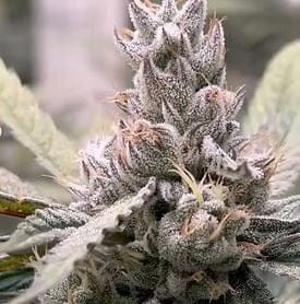 Grape Fog Clones-SMAN-CL-ZEN-GRFO