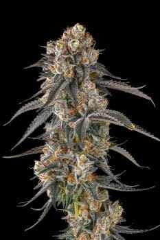 Solazo Feminized Seeds-COM-SOLA-FEM