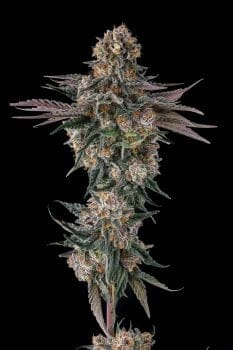 Orange Moon Feminized Seeds-COM-ORMO-FEM